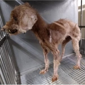 【待認養】貴賓犬 狗 (女生) - 桃園市動物保護教育園區