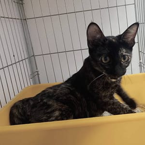 【待認養】混種貓 貓 (女生) - 新北市板橋區公立動物之家