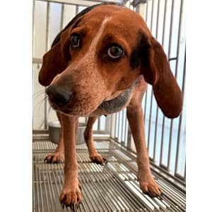 【待認養】混種犬 狗 (女生) - 花蓮縣狗貓躍動園區