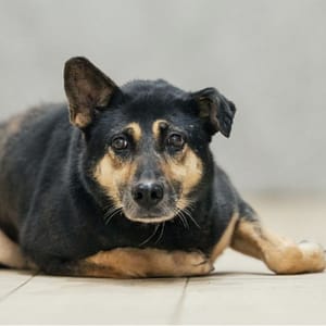 【待認養】混種犬 狗 (女生) - 新北市瑞芳區公立動物之家