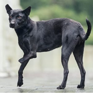 【待認養】混種犬 狗 (女生) - 新北市瑞芳區公立動物之家