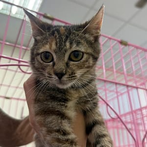 【待認養】混種貓 貓 (女生) - 臺南市動物之家善化站