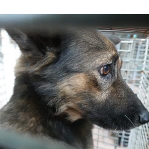 【待認養】混種犬 狗 (女生) - 臺南市動物之家灣裡站