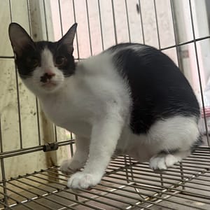 【待認養】混種貓 貓 (女生) - 新北市五股區公立動物之家