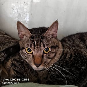 【待認養】混種貓 貓 (男生) - 新北市三芝區公立動物之家