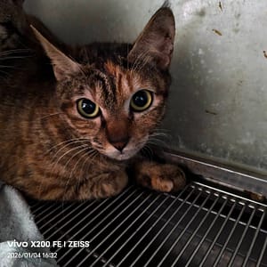 【待認養】混種貓 貓 (女生) - 新北市三芝區公立動物之家