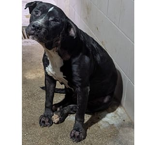 【待認養】比特犬 狗 (女生) - 花蓮縣狗貓躍動園區