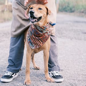 【待認養】混種犬 狗 (男生) - 彰化縣流浪狗中途之家