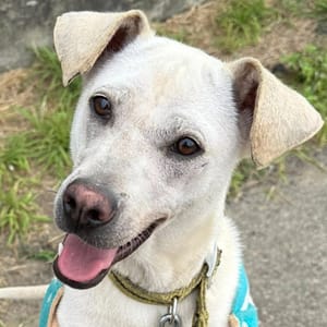 【待認養】混種犬 狗 (女生) - 臺南市動物之家灣裡站