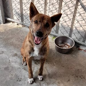 【待認養】混種犬 狗 (男生) - 雲林縣流浪動物收容所