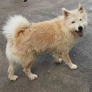 【待認養】混種犬 狗 (男生) - 雲林縣流浪動物收容所