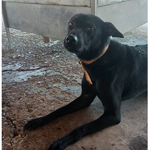 【待認養】混種犬 狗 (男生) - 雲林縣流浪動物收容所