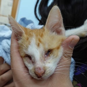 【待認養】混種貓 貓 (男生) - 臺南市動物之家灣裡站