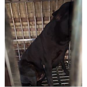 【待認養】混種犬 狗 (男生) - 雲林縣流浪動物收容所