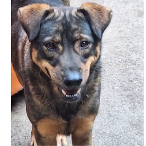 【待認養】混種犬 狗 (男生) - 雲林縣流浪動物收容所