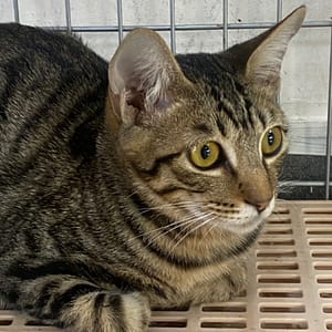 【待認養】混種貓 貓 (男生) - 臺南市動物之家善化站