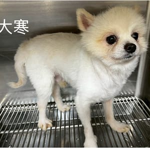【待認養】博美犬 狗 (男生) - 桃園市動物保護教育園區