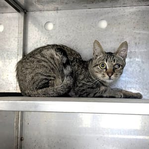 【待認養】混種貓 貓 (女生) - 新竹縣動物保護教育園區