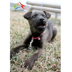 【待認養】混種犬 狗 (女生) - 臺中市動物之家后里園區