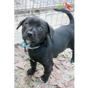 【待認養】混種犬 狗 (男生) - 臺中市動物之家后里園區