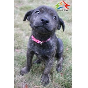 【待認養】混種犬 狗 (女生) - 臺中市動物之家后里園區