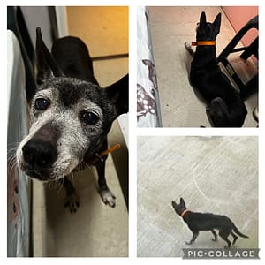 【急尋】混種犬 - 桃園市龍潭區仁愛街55-1號 (黑色)