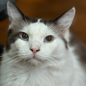 【急尋】布偶貓 - 臺南市東區長榮路三段四十一巷一號 (白色帶黑色斑紋)