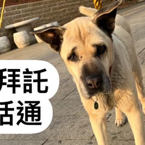 【急尋】混種犬 - 金門縣金沙鎮汶沙里14鄰后浦頭102號 (米黃)