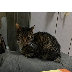 【急尋】其他 - 臺北市中山區民安里中山北路二段36巷 (虎斑)