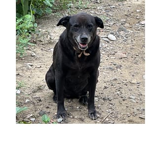 【急尋】混種犬 - 彰化縣福興鄉番社村番花路2段152-1號 (黑)