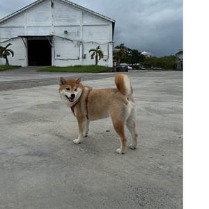 【急尋】柴犬 - 臺東縣臺東市更生北路496巷21弄3號 (黃色)