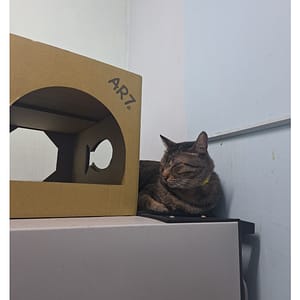 【急尋】混種貓 - 新北市新莊區西盛街257巷18號4樓 (虎斑色)