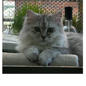 【急尋】英國長毛貓 - 高雄市內門區永富里 田螺? 溝屏派出所大林一帶 (銀漸層)