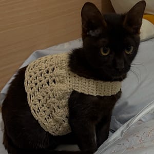 【急尋】混種貓 - 金門縣金城鎮莒光公園 (黑色帶點棕色 有些許白毛)