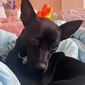 【急尋】混種犬 - 金門縣金城鎮莒光路一段17號 (黑色)