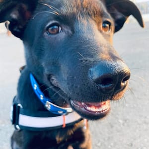 【急尋】混種犬 - 高雄市小港區高雄公園/飛翔公園 (黑色)