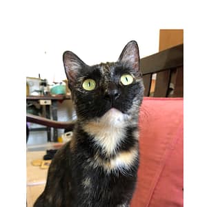 【急尋】混種貓 - 彰化縣鹿港鎮山崙里崙尾巷 (玳瑁貓)