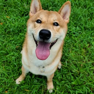 【急尋】柴犬 - 臺中市烏日區九德里中華路231巷30號 (赤色柴犬)