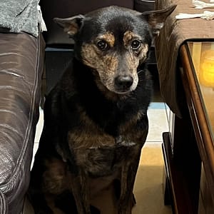 【急尋】混種犬 - 基隆市暖暖區源遠路292巷133號（芳堤社區） (黑棕色，黑色為主要毛色)