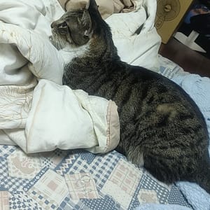 【急尋】混種貓 - 新北市中和區自立路 (虎斑白)