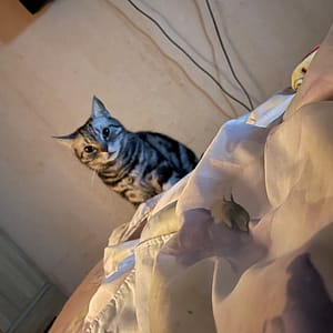 【急尋】美國短毛貓 - 新北市中和區 (黑灰)