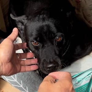 【急尋】混種犬 - 雲林縣古坑鄉崁腳村1鄰華興20-2號 (黑)