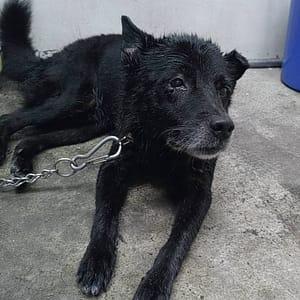 【急尋】混種犬 - 新北市三重區仁義街267巷28號樓下 (黑色)