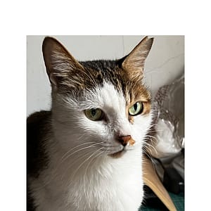 【急尋】混種貓 - 臺北市萬華區和平西路三段382巷2弄16號 (灰白)