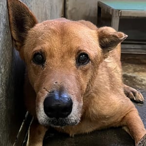 【急尋】混種犬 - 彰化縣芬園鄉芬園鄉大彰路一段875巷 (黃色左耳有剪耳)