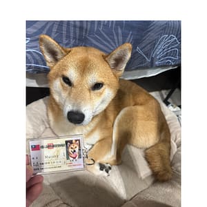 【急尋】柴犬 - 高雄市苓雅區三多四路106號 (赤色)