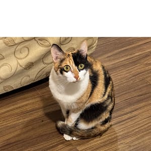 【急尋】混種貓 - 桃園市八德區介壽路二段1425號106室 (三花)