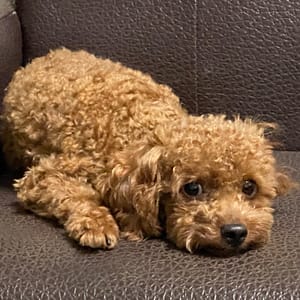 【急尋】貴賓犬 - 南投縣魚池鄉大林村華山巷22-2號 (咖啡色)