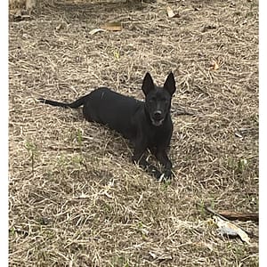 【急尋】混種犬 - 宜蘭縣員山鄉賢德路一段跟溪州路路口 (黑色)