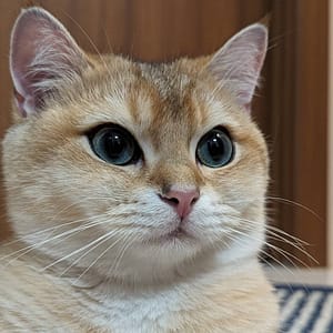 【急尋】英國短毛貓 - 臺中市大里區長興一街6號 (金漸層)